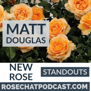 New Rose Standouts - Matt Douglas