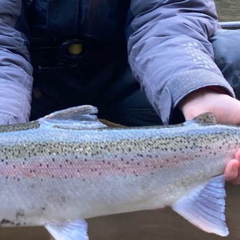 Salmon Trout Steelheader Podcast