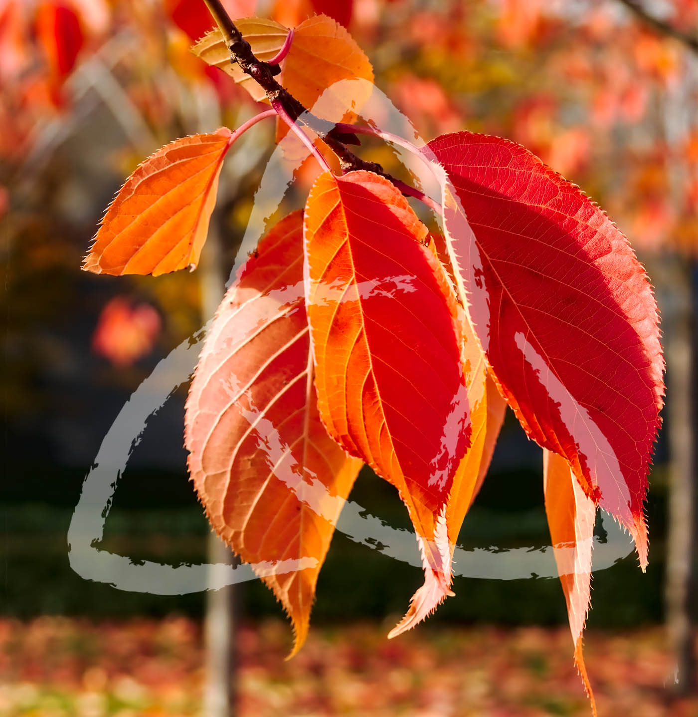 1 Thessalonians 5 9-11 - Not destined for wrath