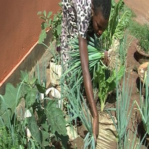 Using sack mounds to grow vegetables (Summary)