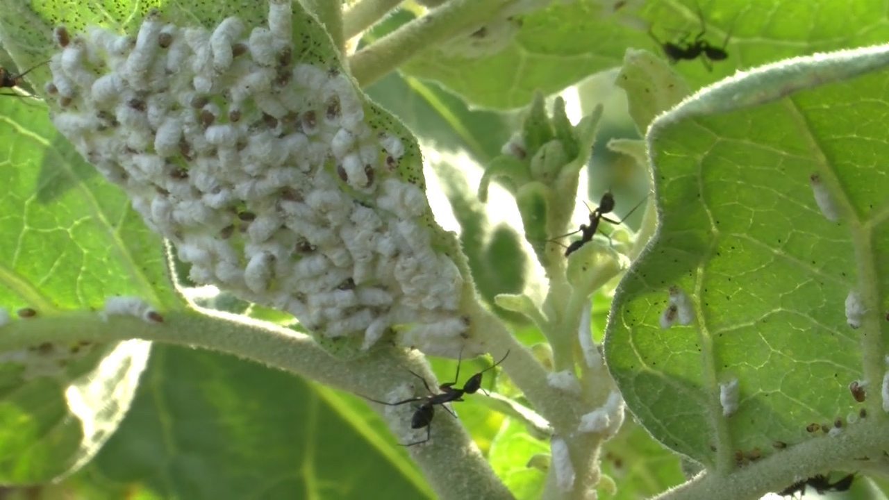 Managing mealybugs in vegetables (Summary)