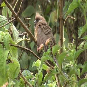 Gestion des oiseaux dans les haricots grimpants