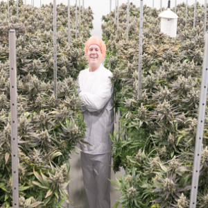 Trent Voices: Cannabis Production CEO David Grand '79 on Legalization, Cultural Change, and the Pot Economy