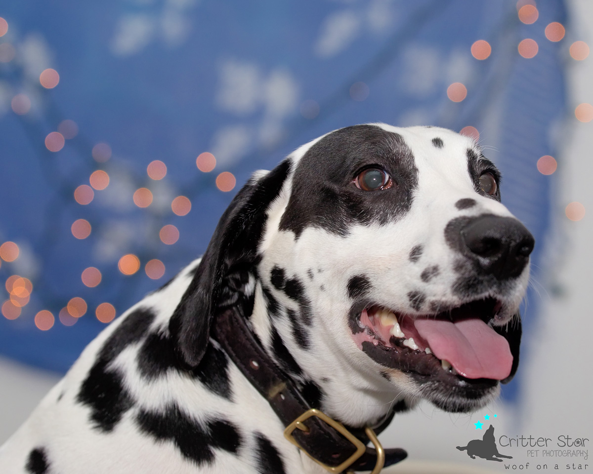 Episode 49 Cynthia Otto on Canine Conditioning