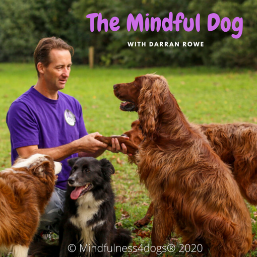 The Mindful Dog