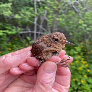 Episode 27: It’s MAPS Baby Bird Season with Jannaca Chick!