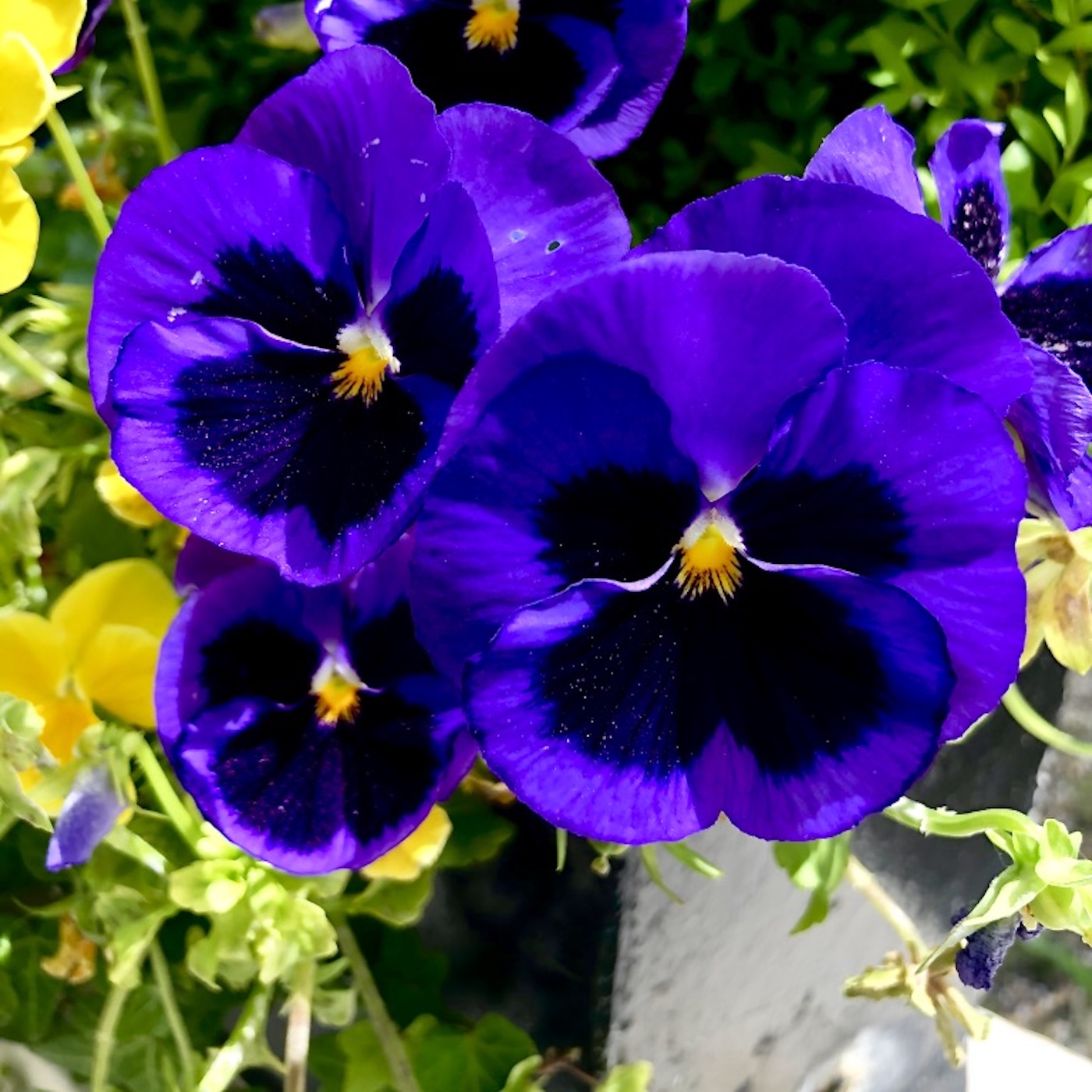 Tre poesie al giorno