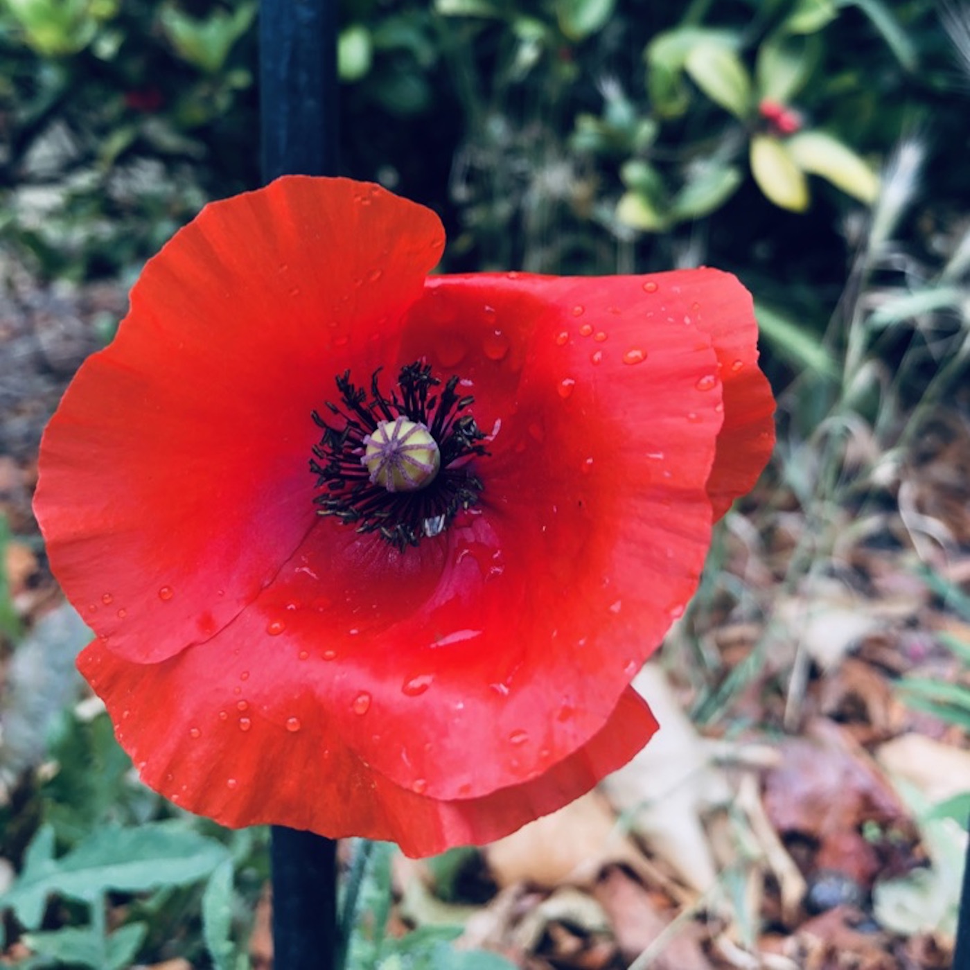 Tre poesie al giorno