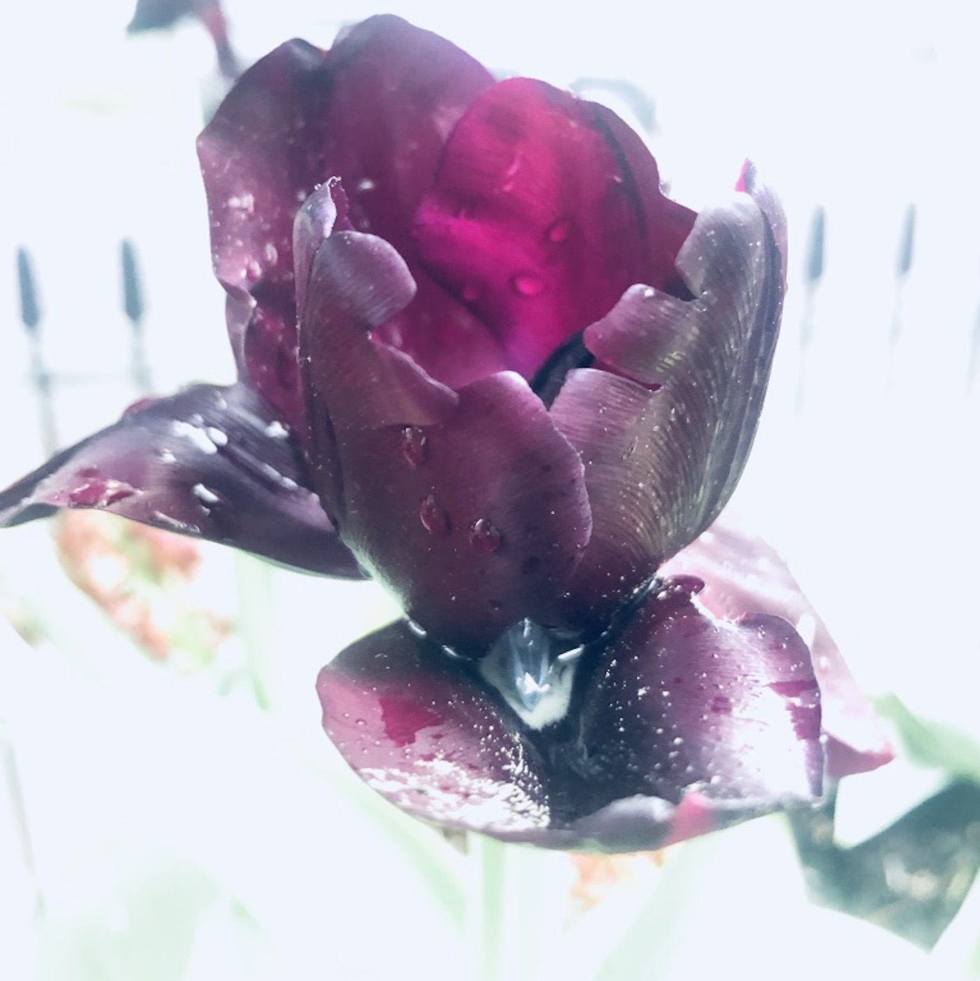 Tre poesie al giorno