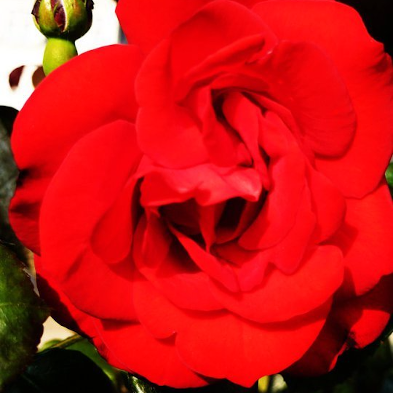 Tre poesie al giorno