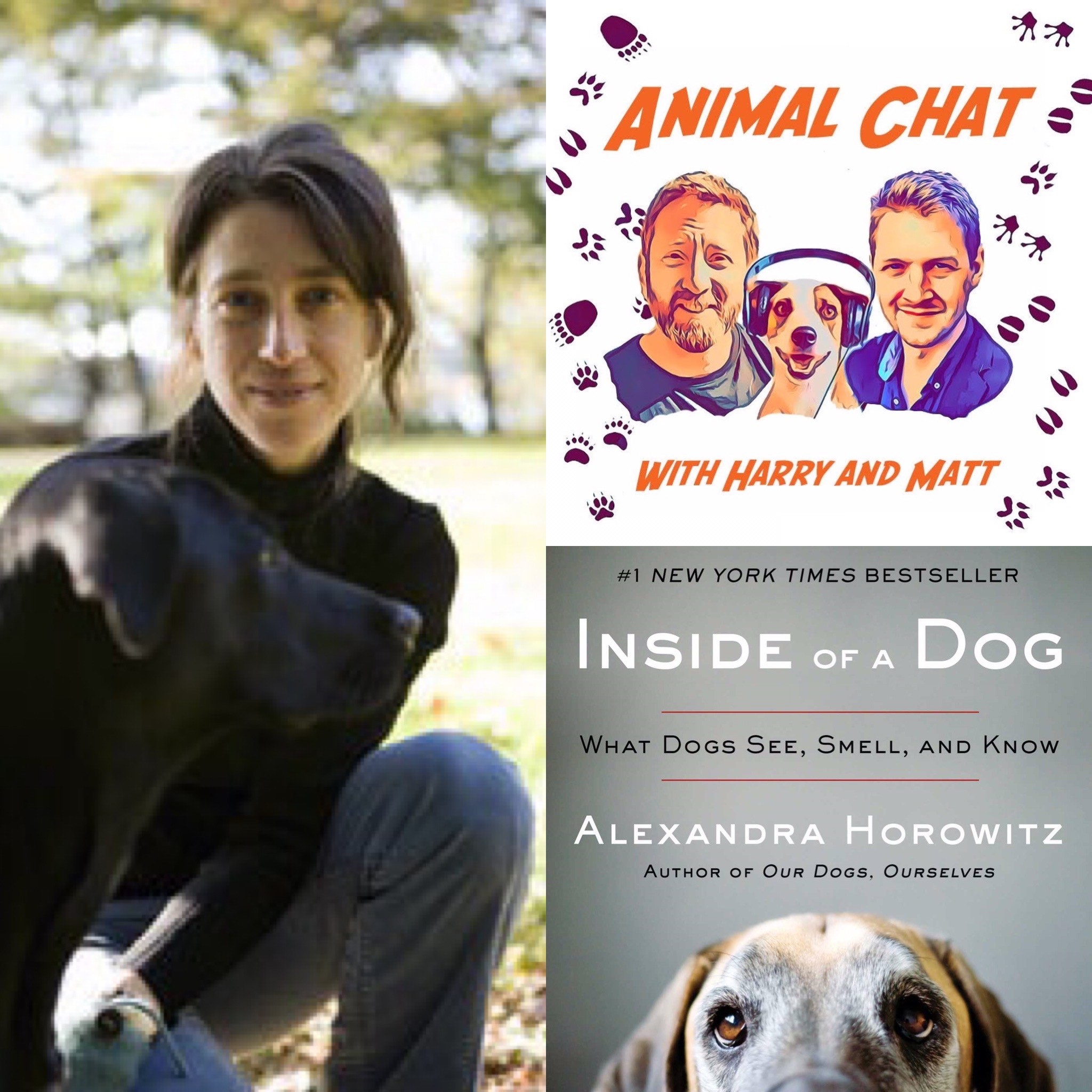 The Animal Chat Podcast