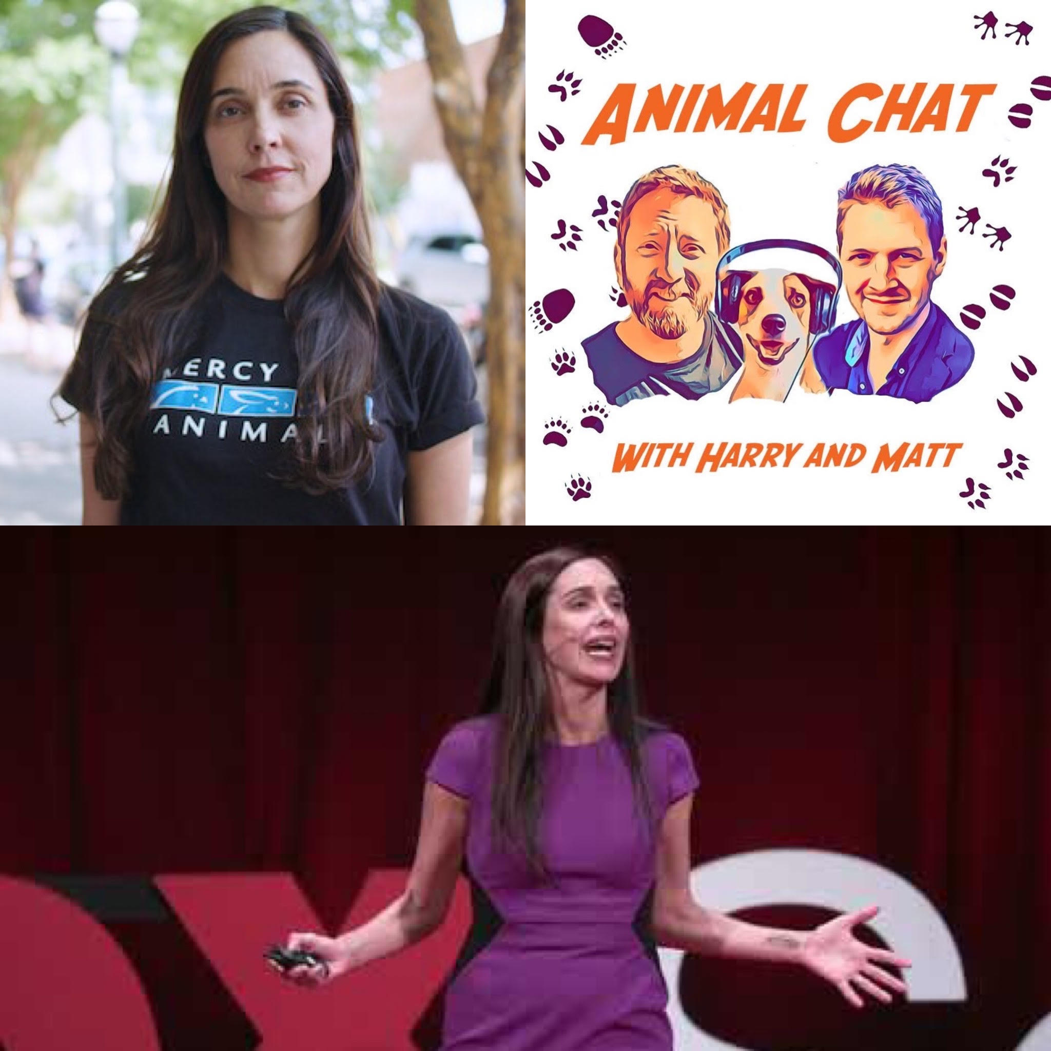 The Animal Chat Podcast