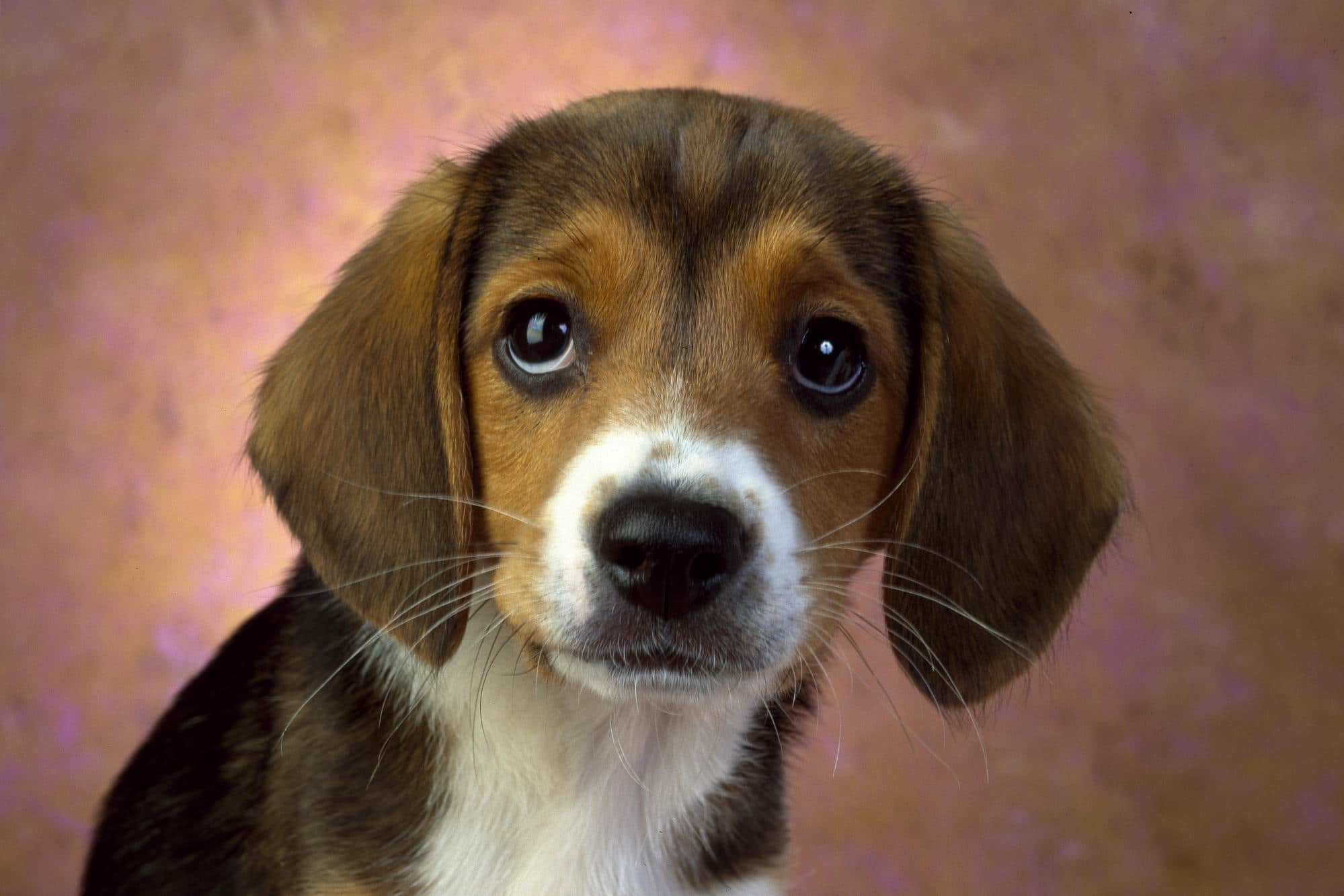 Today we learn about Learned Helplessness and Society