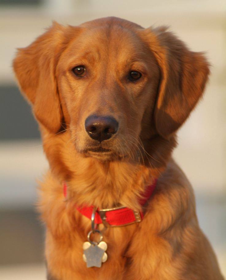 The truth about good dogs and ourselves