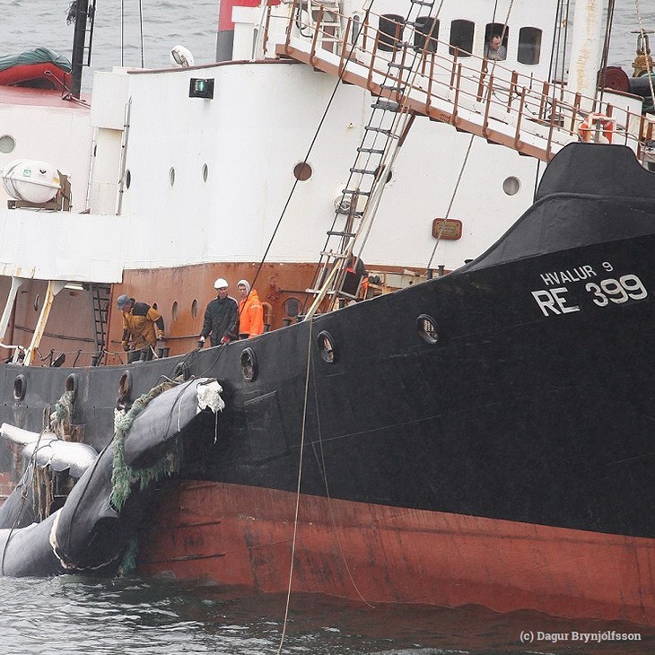 Iceland has resumed its slaughter of whales, but what future does the