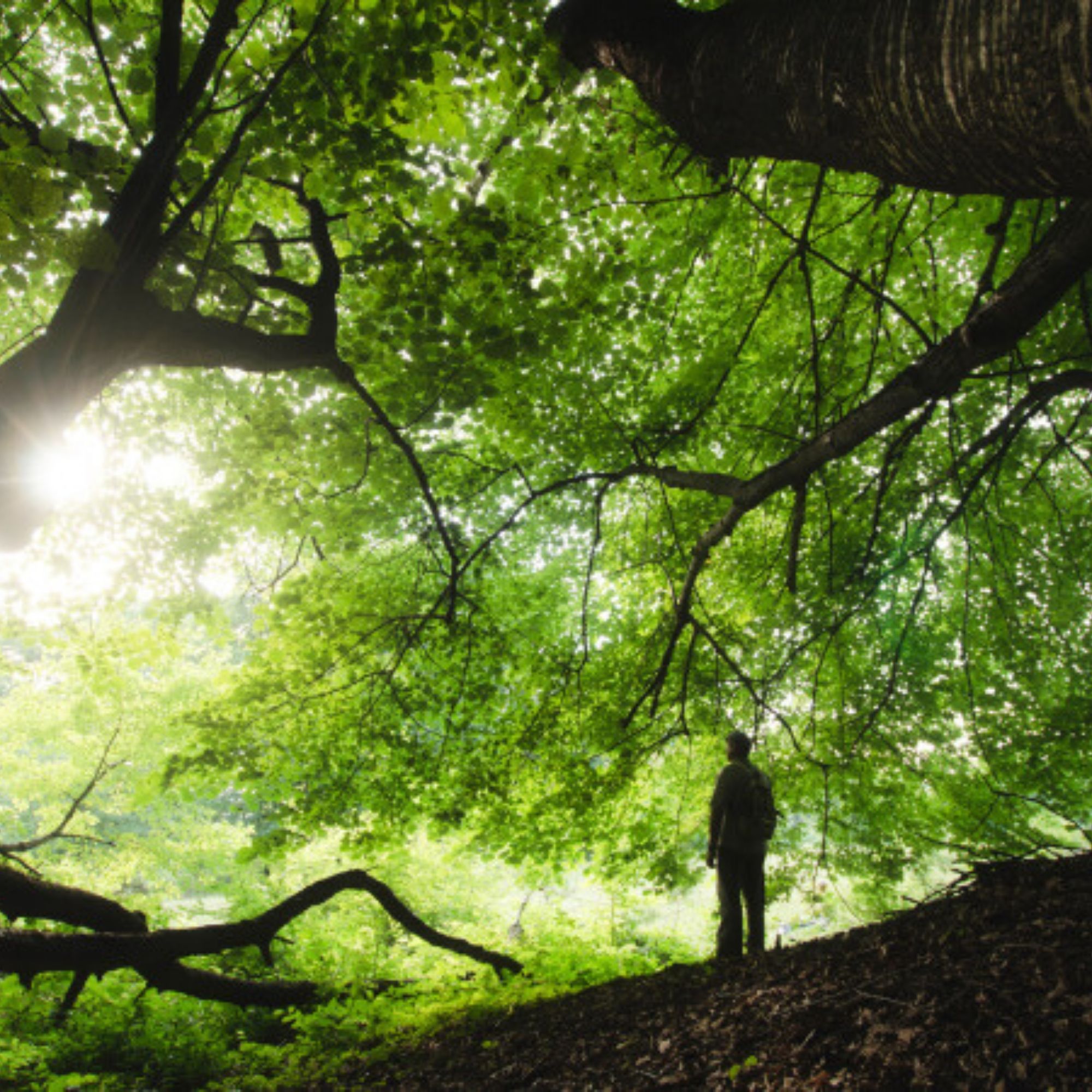 The Conscious Fire Culture