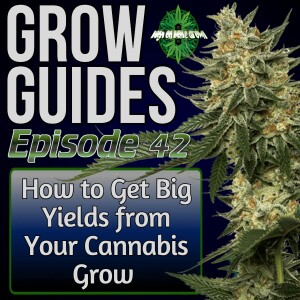 How to Get Big Yields from Your Cannabis Grow, Grow Guides Episode 42