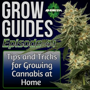 Tips and Tricks for Growing Cannabis at Home, Grow Guides Episode 41