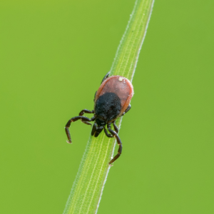 The Trouble with Ticks with Dr. Robbin Lindsay: Animal Health Insights, Ep. 6, June 1 2021