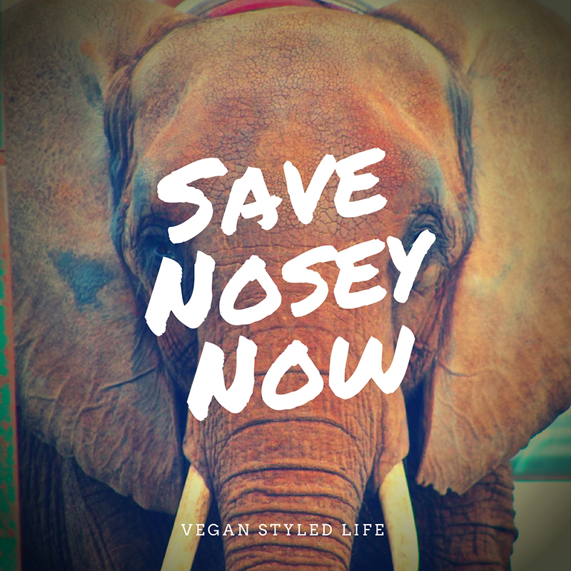 Save Nosey Now with Michelle Weirich