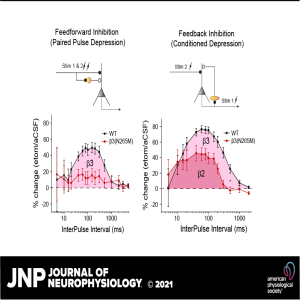 New insights into how general anesthetics interfere with memory formation