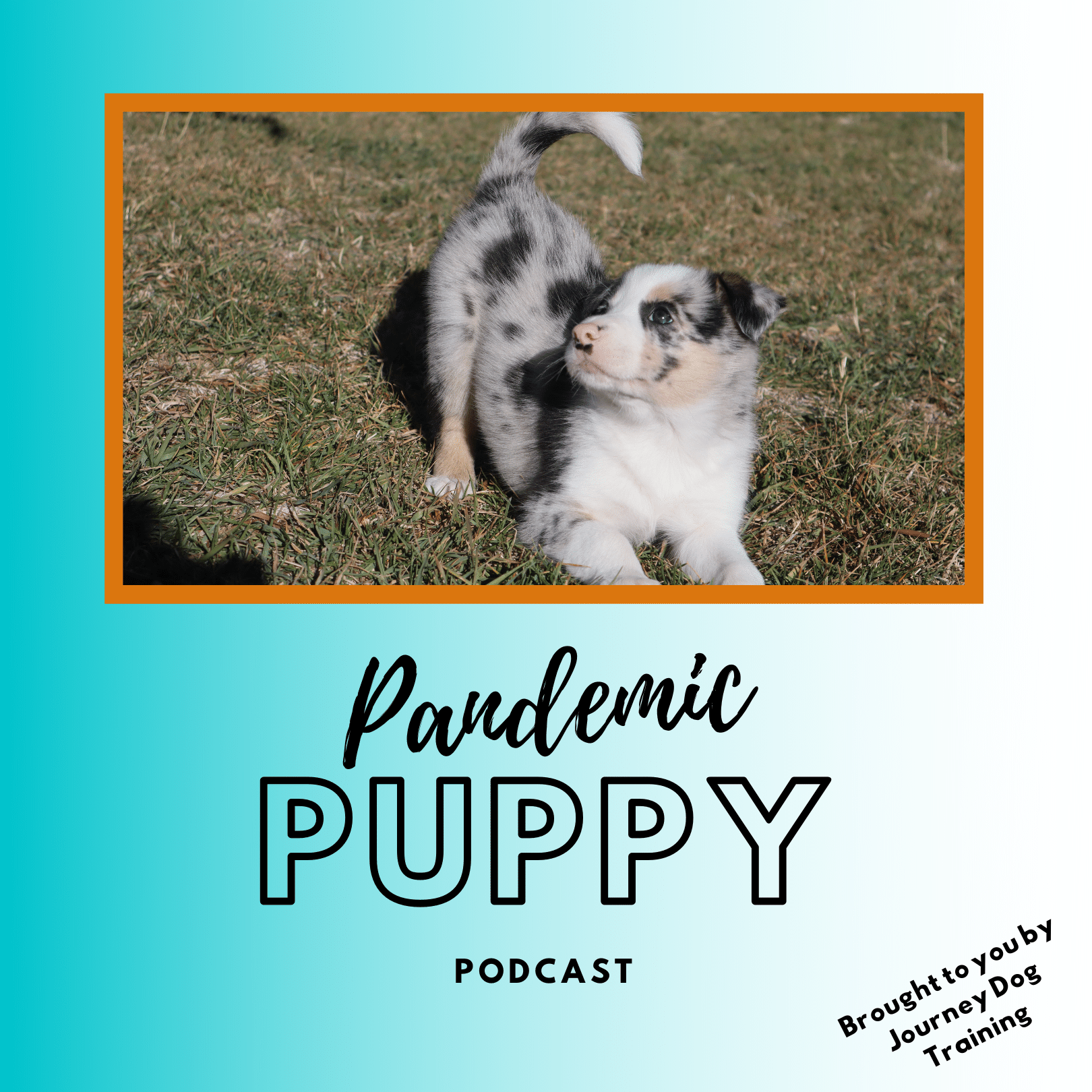 Pandemic Puppy Podcast