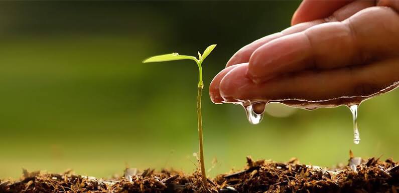 Grow Plant NG