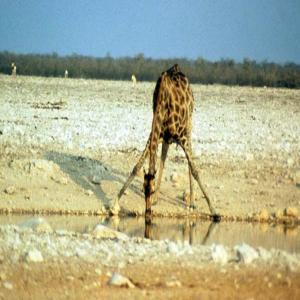 The Wildlife: Whooping Cranes, Matt Mendenhall