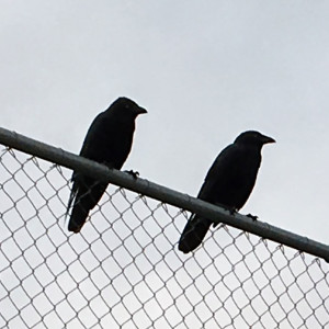 TwoCrowsS04Ep09 Crows v Cats aka Tex 200th and things are finally looking up