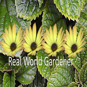 How to Get Longer Lasting Flowers on Real World Gardener